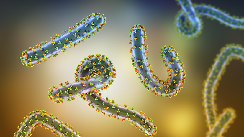 Роспотребнадзор: сообщения о вспышке вируса Марбург в Эфиопии на контроле