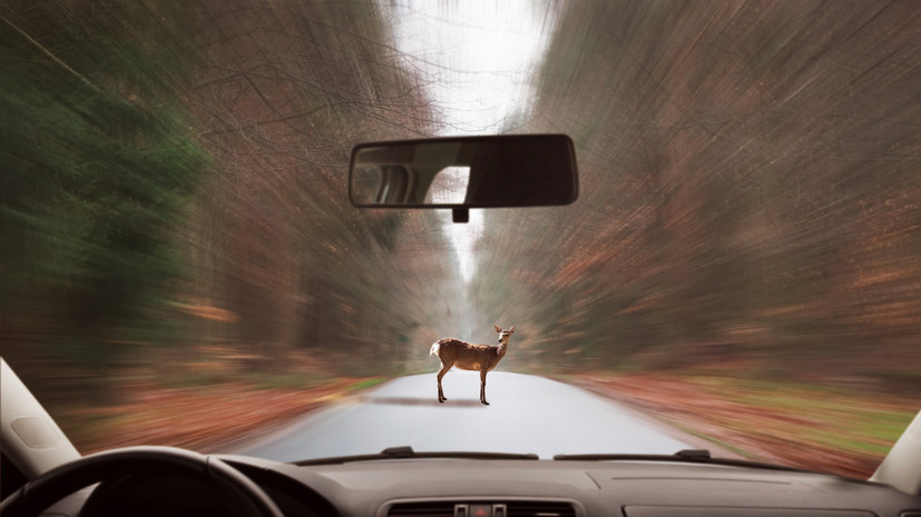 Автоэксперт Гусаров: встреча с любым диким животным на дороге опасна