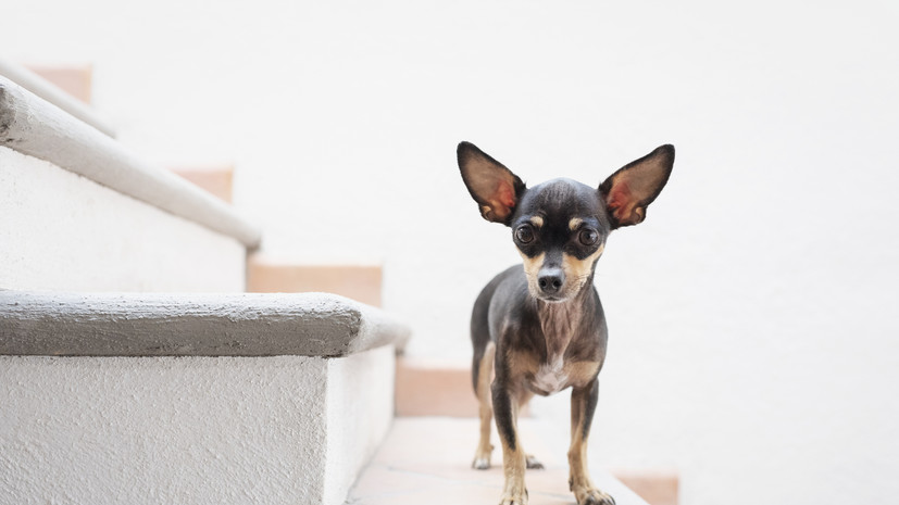 Кинолог Ермолаева: городские жители предпочитают заводить маленьких собак