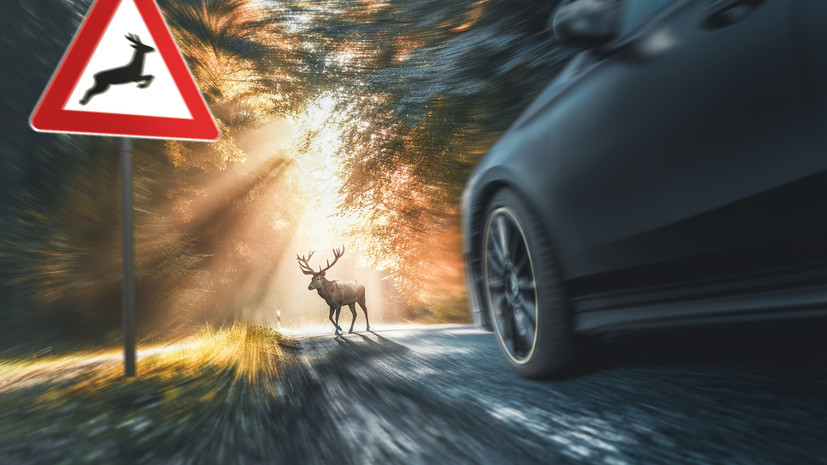 Автоэксперт Попов объяснил, как избежать ДТП с животным на трассе