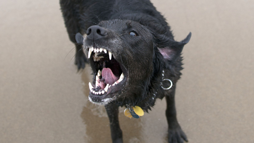 В Госдуме рассказали, как сможет работать единая служба защиты от опасных собак