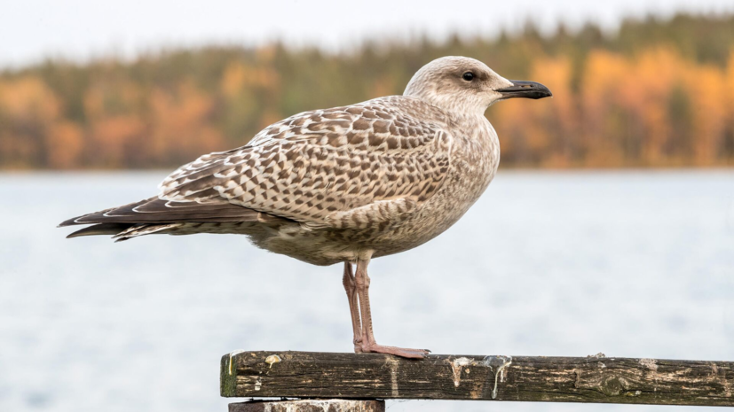 Биолог Глазков: тёплая погода влияет на поведение птиц в Москве