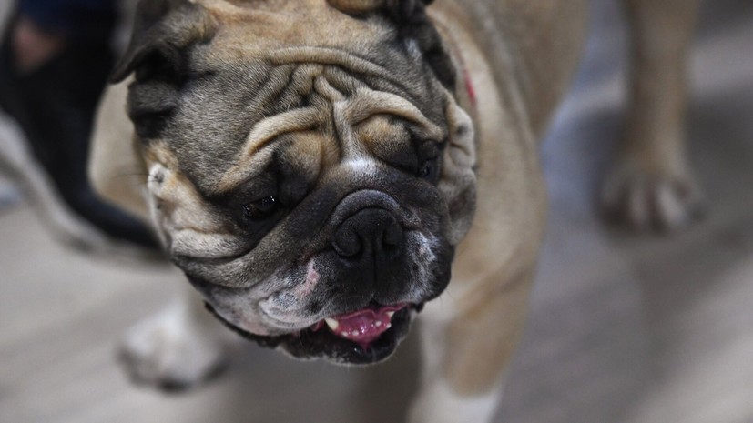 DM: мопсы и бульдоги могут исчезнуть в Британии к 2035 году