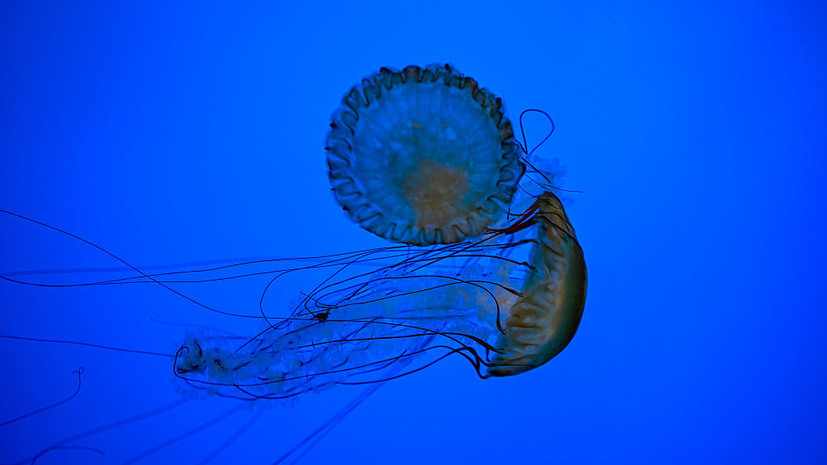 У умершего от укуса медузы в Малайзии малыша из России не выдержало сердце