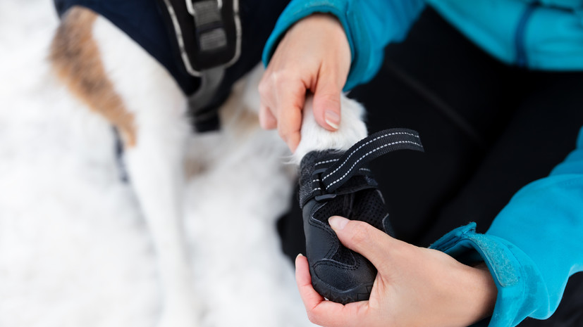 Кинолог Голубев рассказал, как защитить собачьи лапы от уличных реагентов