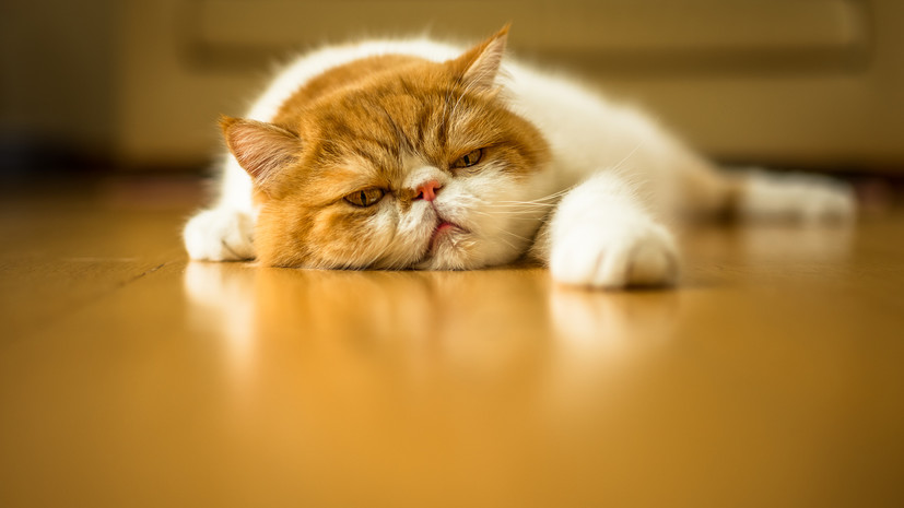 В Крыму рассказали о состоянии выброшенной из «Ласточкина гнезда» кошки Муси