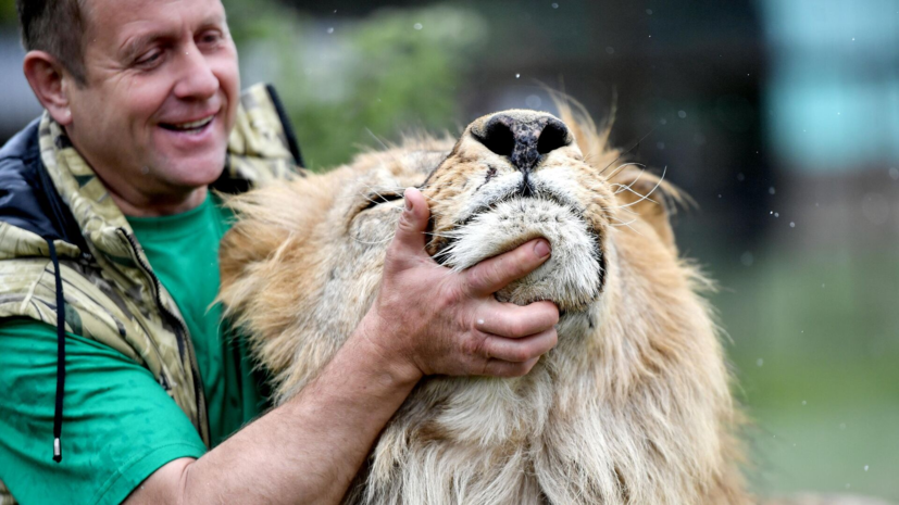 Напавшего на владельца «Тайгана» льва не стали изолировать и оставили в прайде