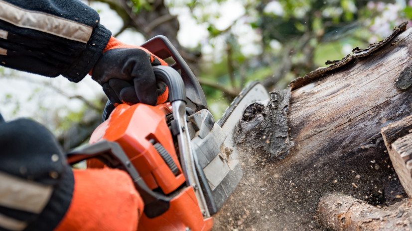 Адвокат Шалуба предупредила о штрафах за самовольный спил деревьев в СНТ