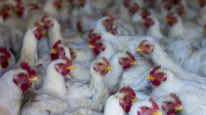 «Агроэкспорт»: импорт КНР мяса птицы из России вырос на 15% с начала 2025 года