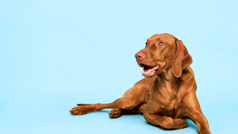 Зоопсихолог Лукьянова: короткошёрстным собакам зимой нужно утепление