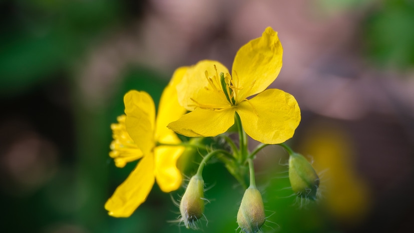 Врач Лапа: использование чистотела может быть пагубно для здоровья