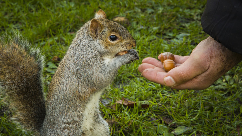 Биолог Глазков посоветовал подкармливать белок орехами в скорлупе и салом