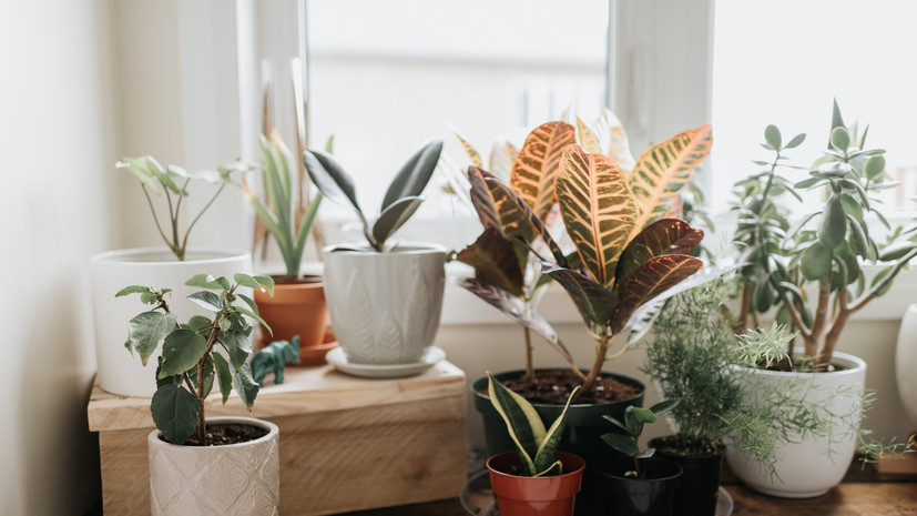 Биолог Воробьёв объяснил, как комнатные растения влияют на воздух в квартире