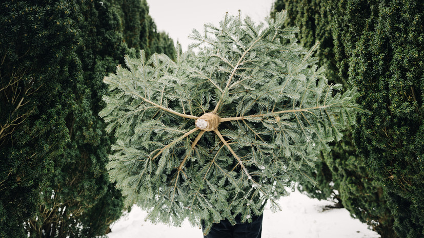 Ветеринар Шеляков: натуральная ёлка менее опасна для животных