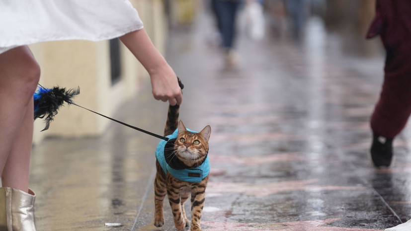 Ветеринар Шеляков: кошкам нужна одежда только при выгуле на поводке