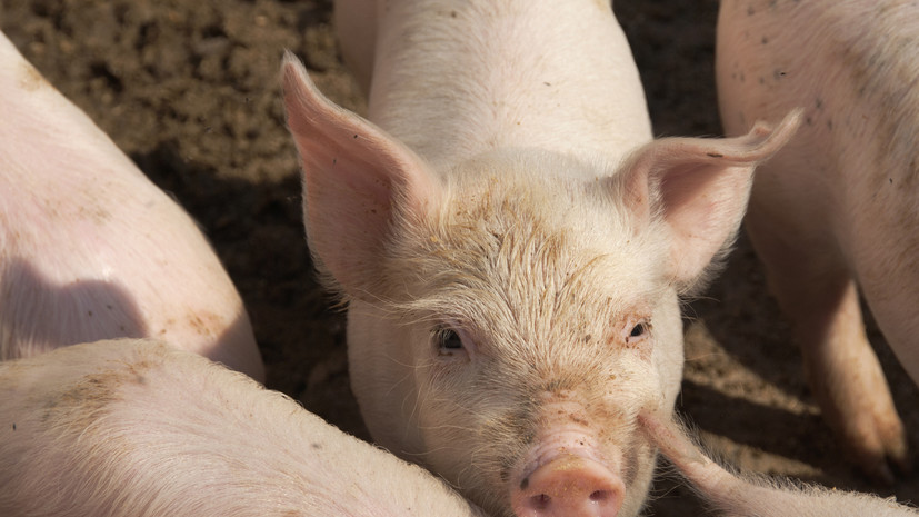 Bloomberg: в Испании из-за вспышки чумы оказался под угрозой экспорт свинины