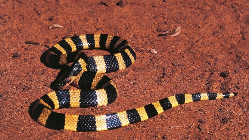 Российский турист умер на Бали после укуса змеи