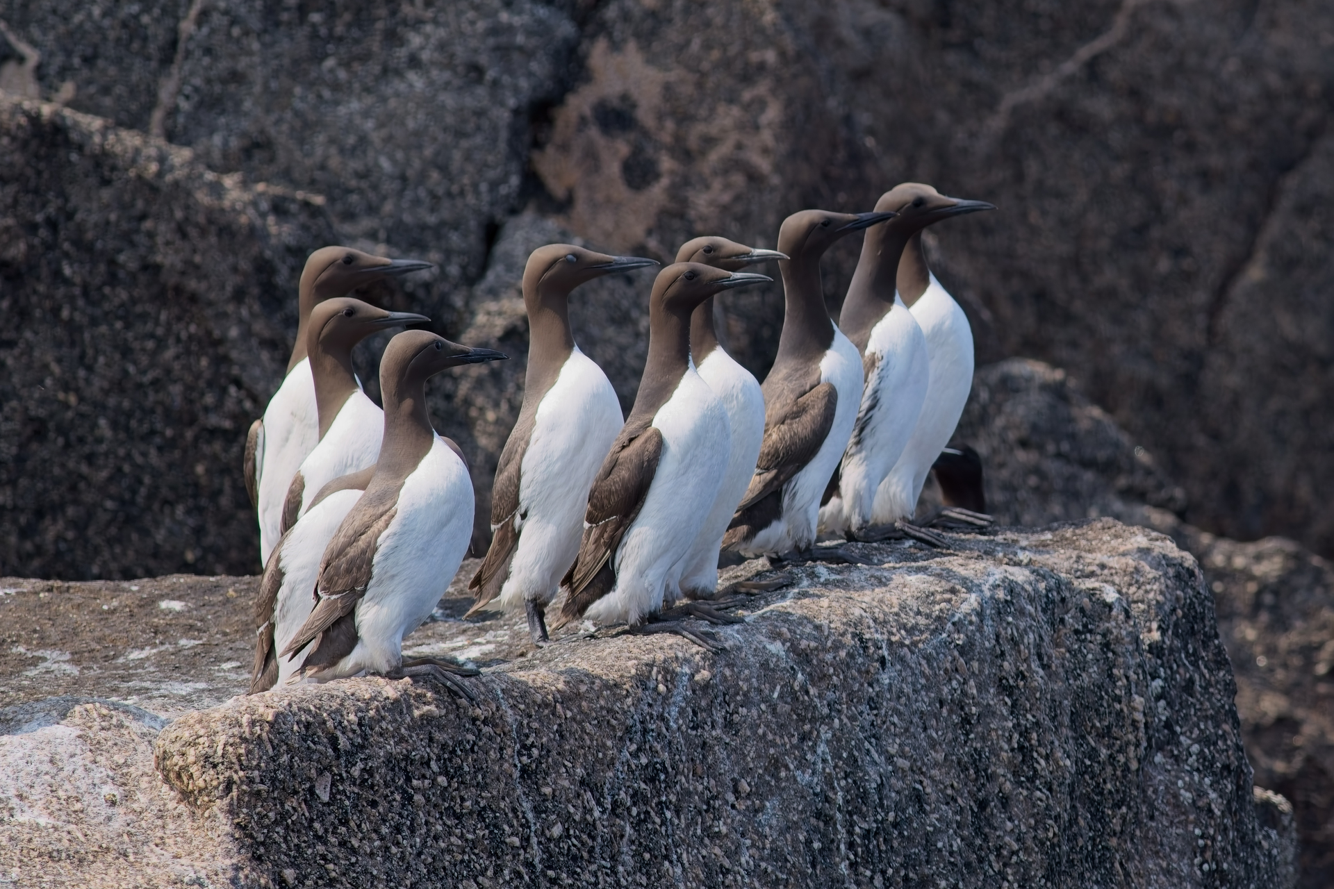 Война видов: почему учёные забили тревогу из-за «разборок» морских котиков и кайр на Сахалине