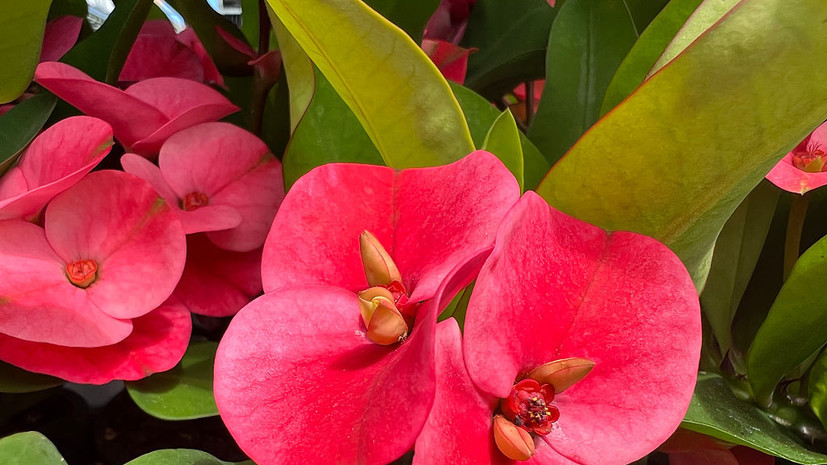 Биолог Воробьёв назвал самые опасные комнатные растения