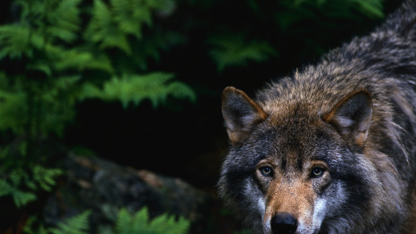 Инструктор по выживанию рассказал, как вести себя при встрече со зверем в лесу