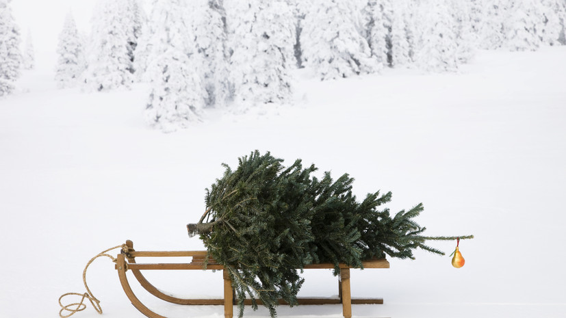 Юрист Русяев напомнил об ответственности за незаконно срубленную ель