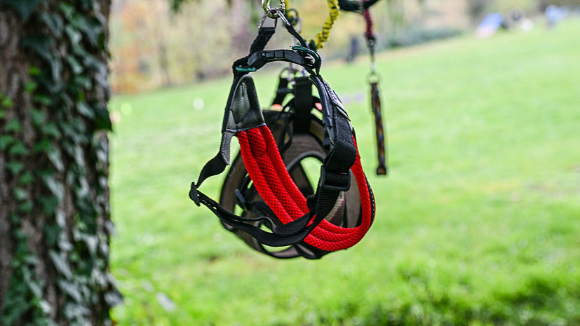 Психолог Ахметова: хоббидоггинг мог стать популярен из-за нехватки живого общения