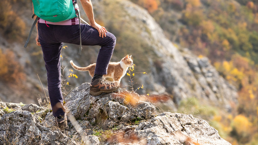 Зоопсихолог Баринов посоветовал тщательно планировать путешествие с котом