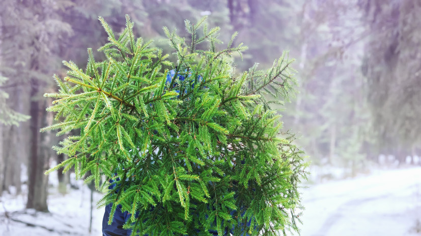 Россиян предупредили, какое наказание грозит за срубленную к Новому году ёлку