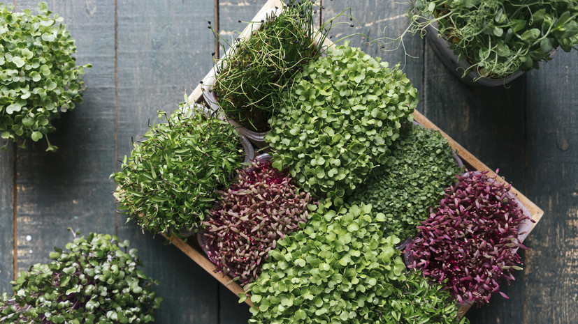 Инженер Комбарова: зимой в домашних условиях хорошо растёт микрозелень