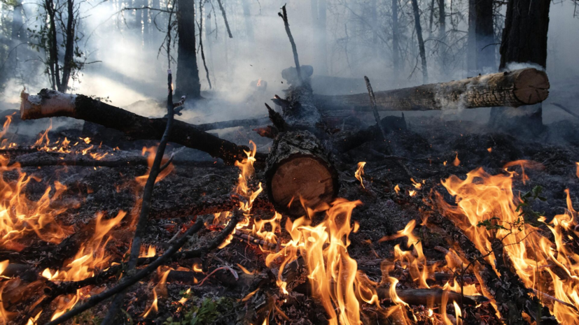 Кабмин России одобрил выделение дополнительных средств на тушение лесных пожаров