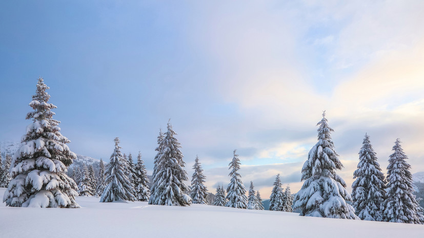 Ёлочные патрули будут охранять леса Прикамья в декабре