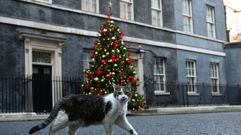 Кот Ларри убежал из резиденции британского премьера при виде Зеленского