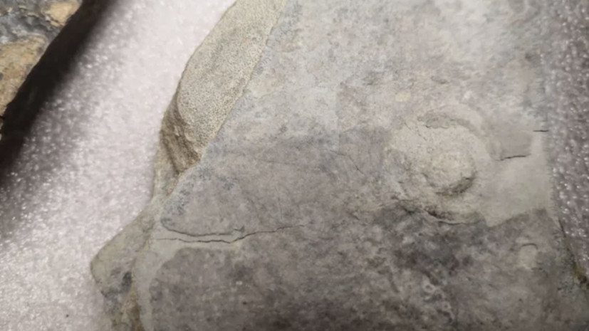 Пермскому музею передали в дар коллекцию древних окаменелых организмов