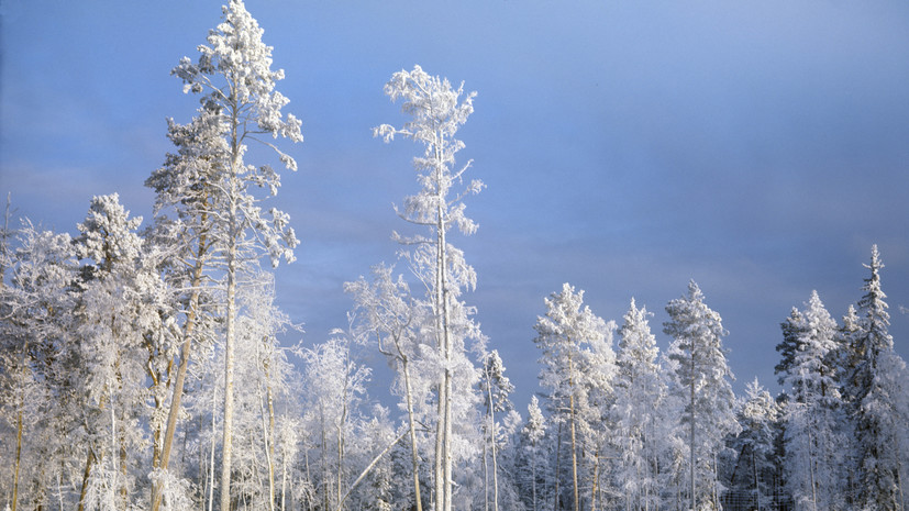 Госдума запретила сплошные рубки леса на Байкале