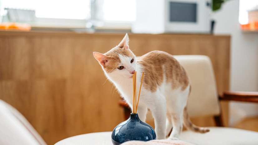 Ветеринар Шеляков: аромадиффузоры вредны для кошек