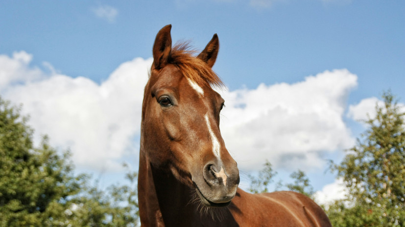 SHOT: живодёр залил лошадям кислоту в рот в Волгоградской области