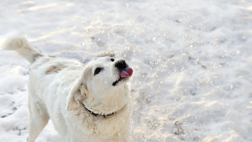 Ветеринар Шеляков: поедание снега собакой может обернуться ожогом внутренностей