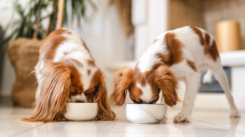 Кинолог Голубев объяснил, нужно ли менять рацион собаки с наступлением морозов