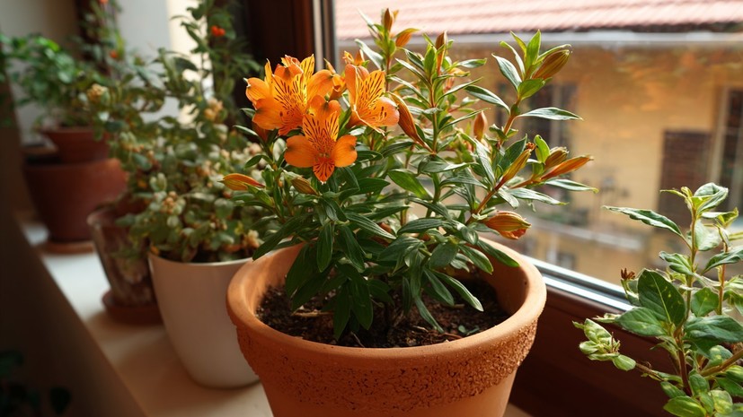 Садовод Рассадина назвала цветение растений обычной историей в декабре