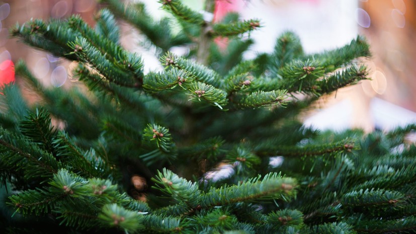 В Подмосковье начала работать интерактивная карта ёлочных базаров