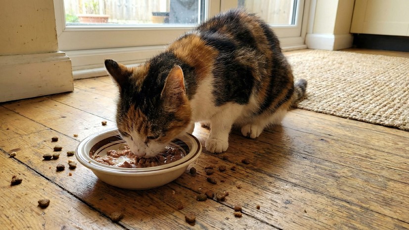 Зоопсихолог Капустина посоветовала не кормить кошку только сухим кормом