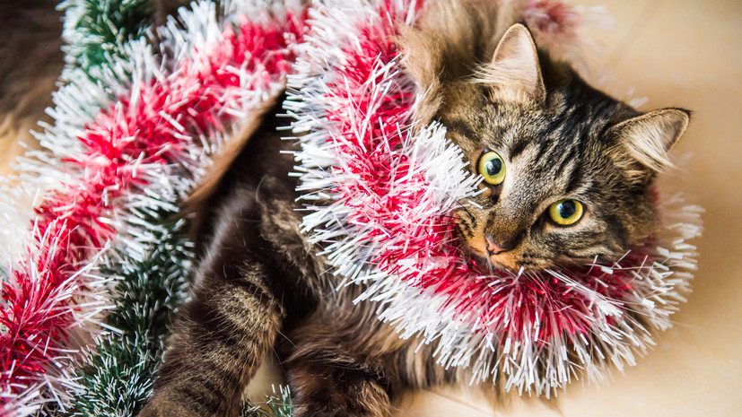 Ветеринар Цыпленков: новогодние украшения могут быть опасны для питомцев