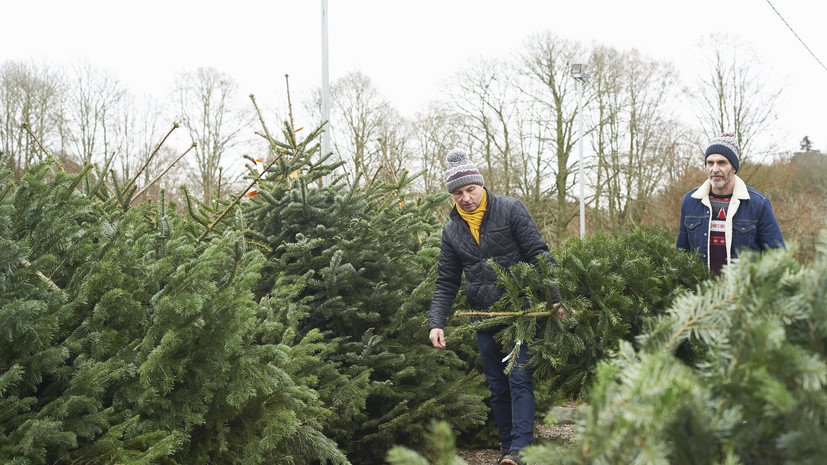 Агроном посоветовал покупать хвойные деревья только у проверенных производителей