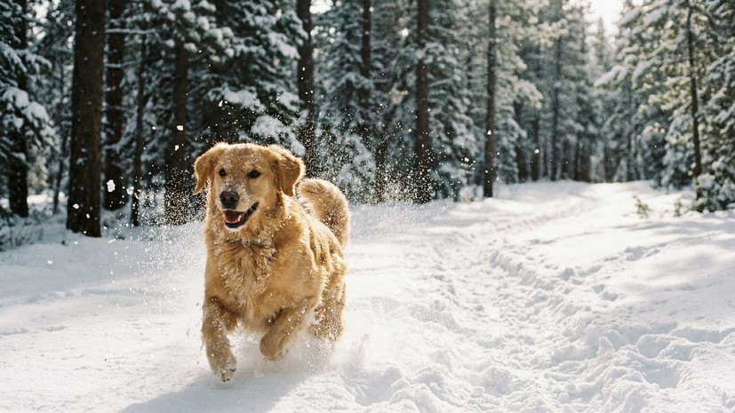 Ветврач Фокина: собак нужно обрабатывать от клещей до устойчивых заморозков