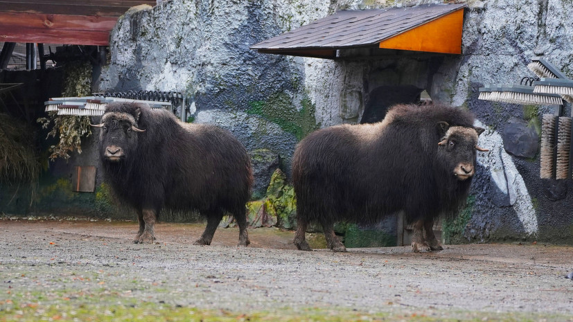 Овцебыков из ЯНАО выпустили в экспозиционный вольер Московского зоопарка