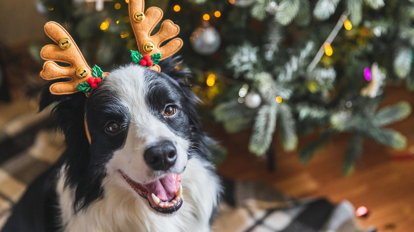 Ветврач Руденко назвал опасной для животных воду, в которой стоит ёлка