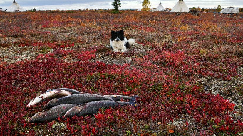 На Ямале обсудят возможность введения рыбацкого капитала