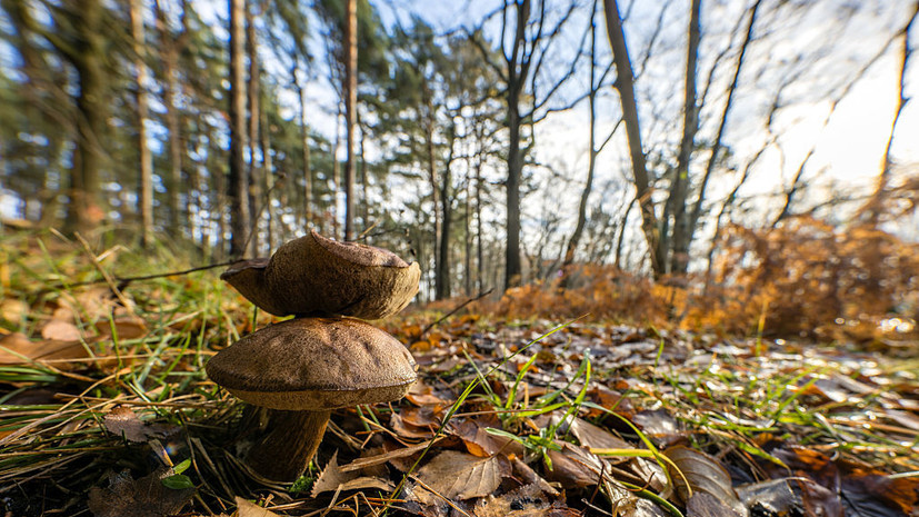 Миколог Тихомиров: грибы продолжают активно расти в лесах Подмосковья