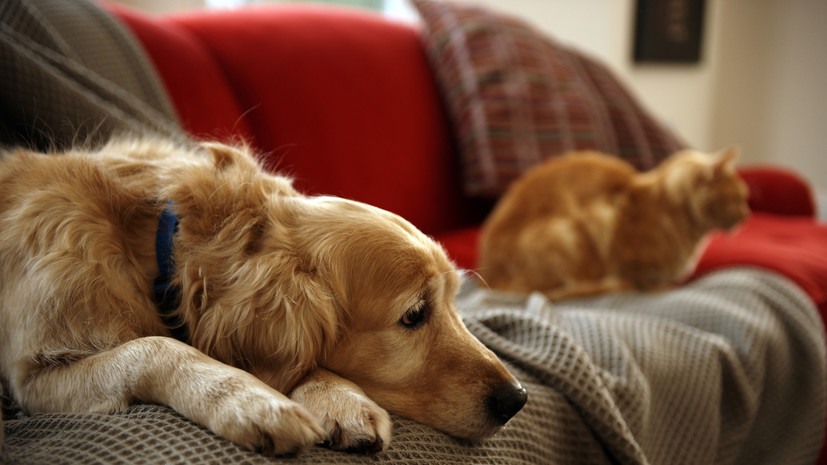 Ветврач Смолицкая: животным нельзя давать шоколад, салаты и алкоголь