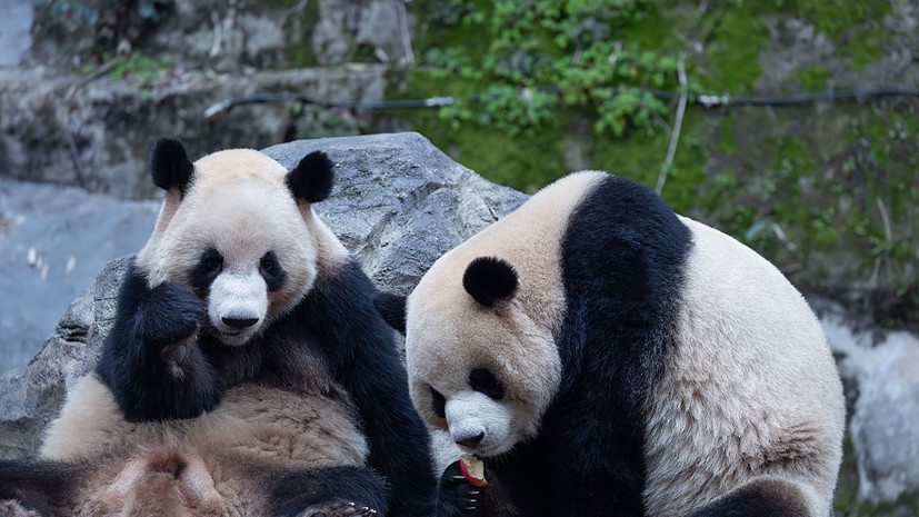 Kyodo: в январе Япония лишится всех панд из-за охлаждения отношений с Китаем